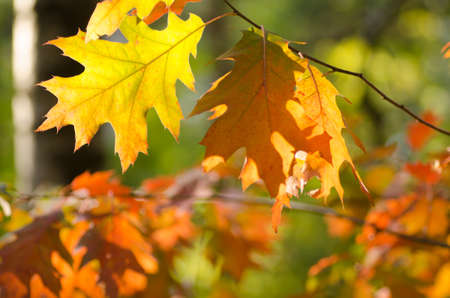 twig with autumn oak leaves