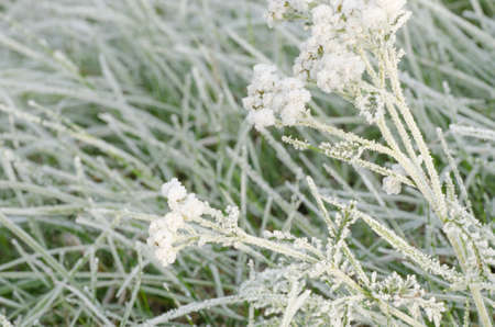 closeup to plants under hoarfrostの写真素材