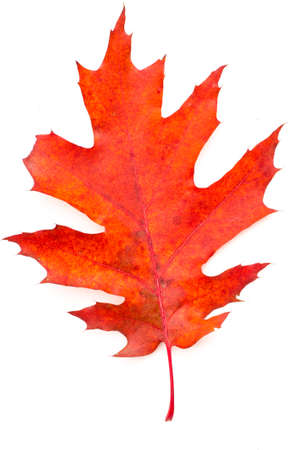 autumn leaf isolated  on white background