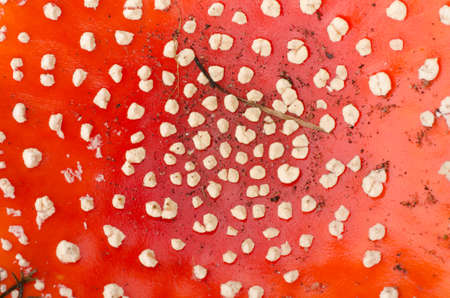 closeup of fly agaric red musroomの写真素材
