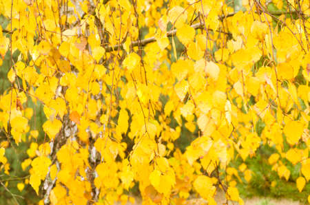 fall birch branch with yellow leavesの写真素材