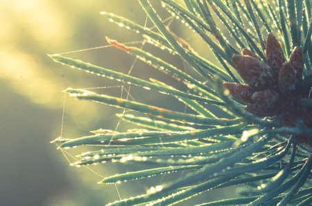closeup to pine twig with water dropsの写真素材