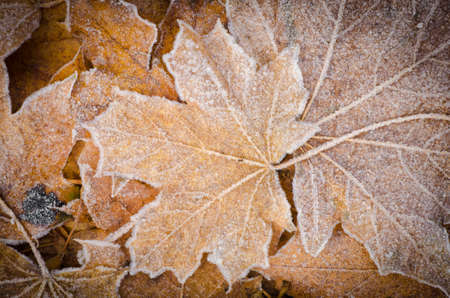 maple fall leaves under hoarfostの写真素材