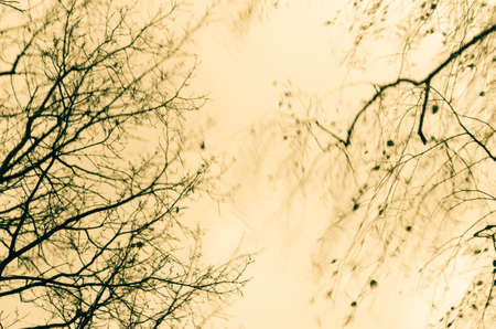tree branches on windy weatheの写真素材