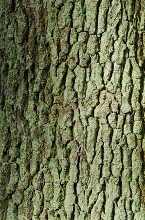 closeup tp oak bark background texture