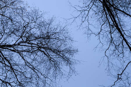 bare tree branches against dark skyの写真素材