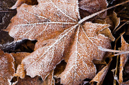 autumn fallen leaves under hoarfrost