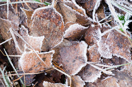autumn fallen leaves under hoarfrost