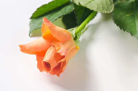 orange rose on white backgroundの写真素材