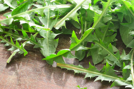 fresh spring dundelion leaves on table
