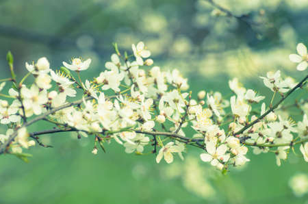 closeup to spring tree blossomの写真素材