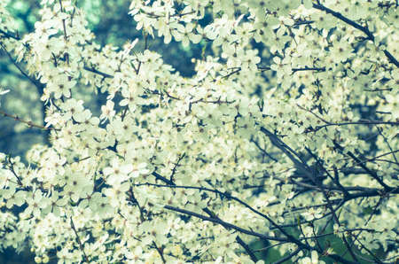 closeup to spring tree blossomの写真素材