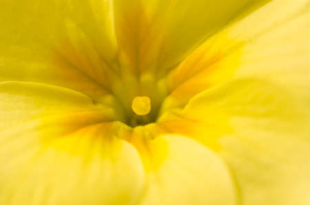 closeup to yellow primula flowerの写真素材