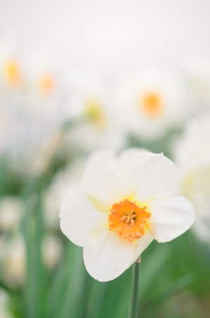 closeup to white narcissus flowerの写真素材
