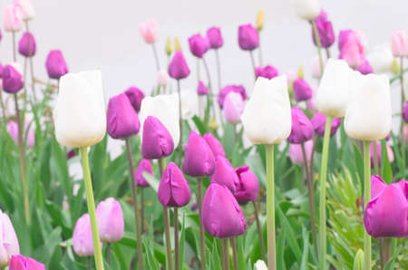 field of tulips in parkの写真素材