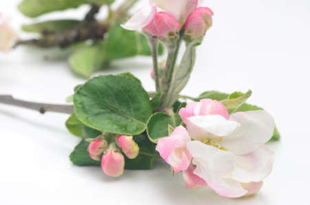 closeup to apple tree flowerの写真素材