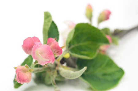 closeup to apple tree flowerの写真素材