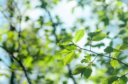 fresh spring leaves in forest