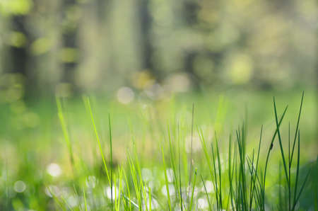 fresh grass in spring forest groundcoverの写真素材