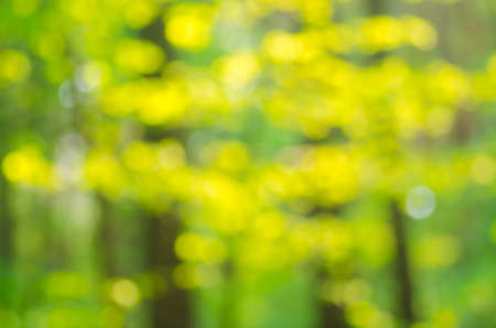 nature spring defocused backgroundの写真素材