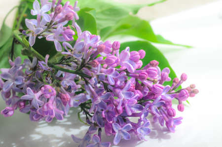 closeup to twig with lilac flowersの写真素材