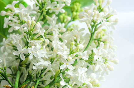 closeup to twig with lilac flowersの写真素材