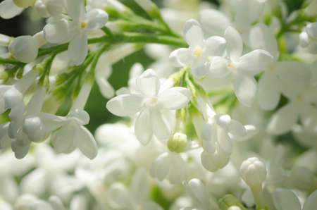 closeup to twig with lilac flowersの写真素材