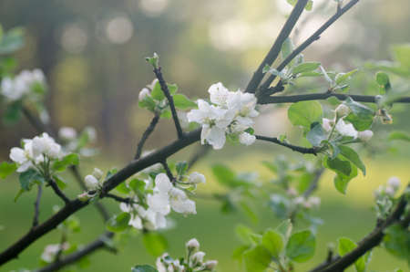 closeup to blossoming apple tree