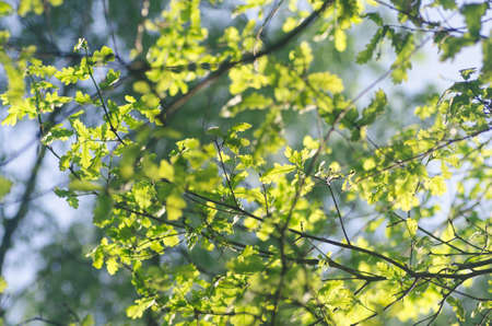 spring green leaves selective focusの写真素材