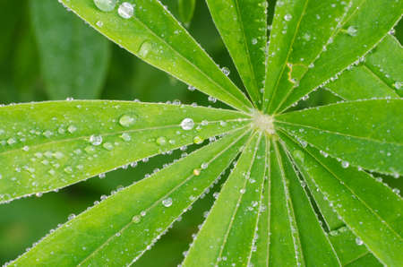 macro of water drops on green lupine leaves