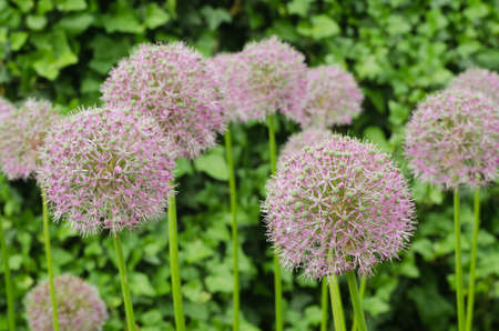 closeup to giant onion flowers