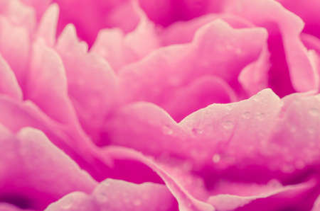 macro of pink peony flower with water dropsの写真素材