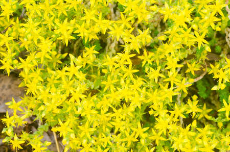 closeup to sedun gold moss