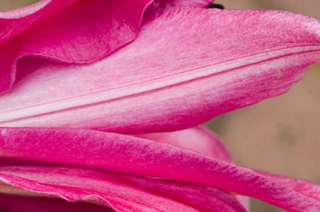 closeup to pink lilly petalsの写真素材