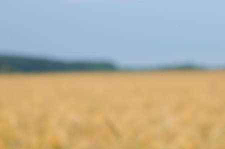defocused summer landscape with fieldの写真素材