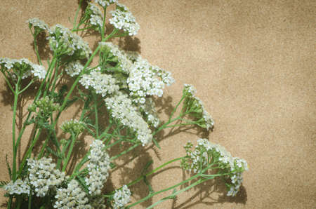 common yarrow herbaceous perennial plantの写真素材