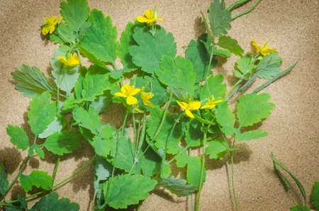 greater celandine, tetterwort,  herbaceous perennial plant