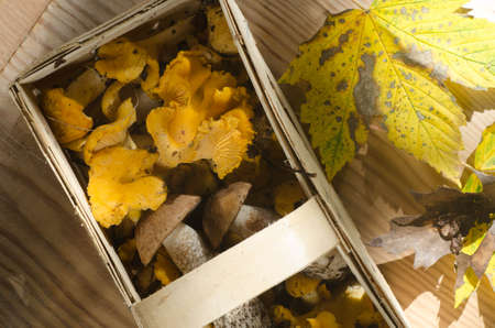 group of fresh edible mushroomsの写真素材