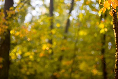 fall forest blurred defocus background