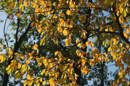 fall leaves on blue sky background