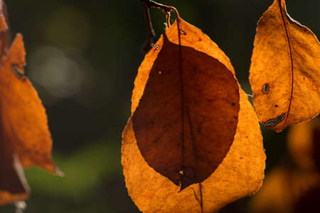 closeup to orange fall leaves in forest