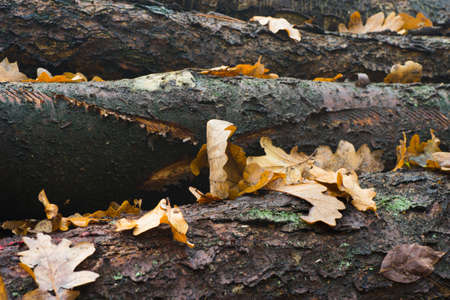 wet fall leaves in forestの写真素材