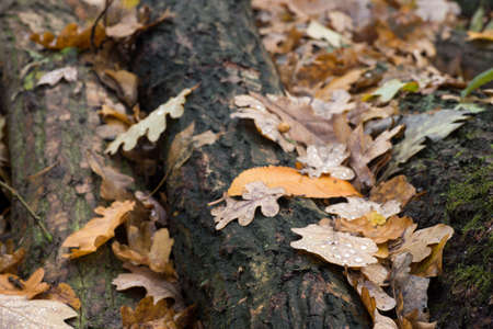 wet fall leaves in forestの写真素材