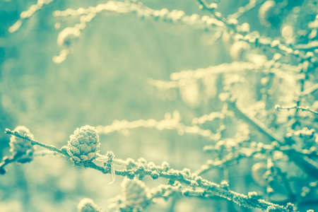 winter larch branches covered with frostの写真素材