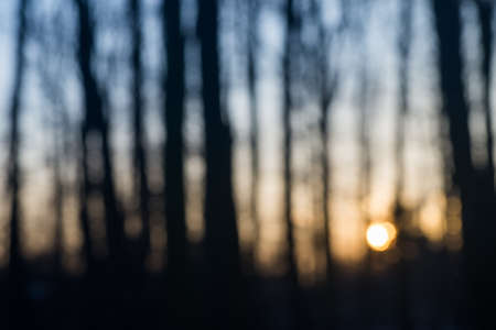 blurred bare trees silhouettes against sunset skyの写真素材