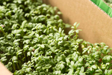closeup to fresh cress sproutingの写真素材