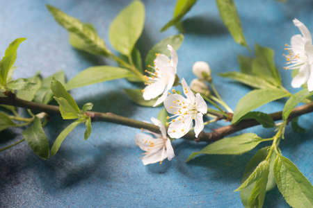 blossoming cherry twig on blue backgroundの写真素材