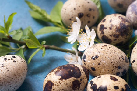 easter decoration - cherry flowers and qail eggsの写真素材
