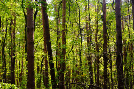 spring forest on sunny dayの写真素材