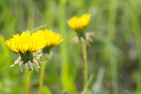 closeup to blooming yellow dandelion flowersの写真素材